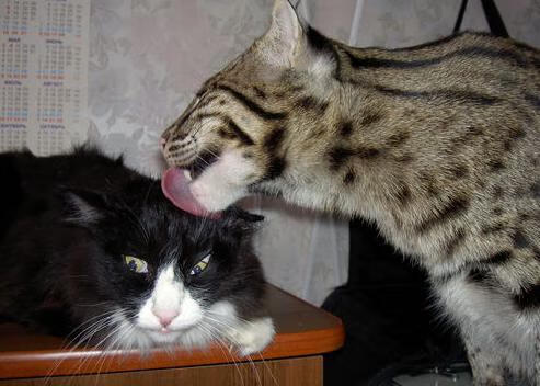 篮球青训注重选手视野拓展与传导意识,篮球青少年实战训练为了什么