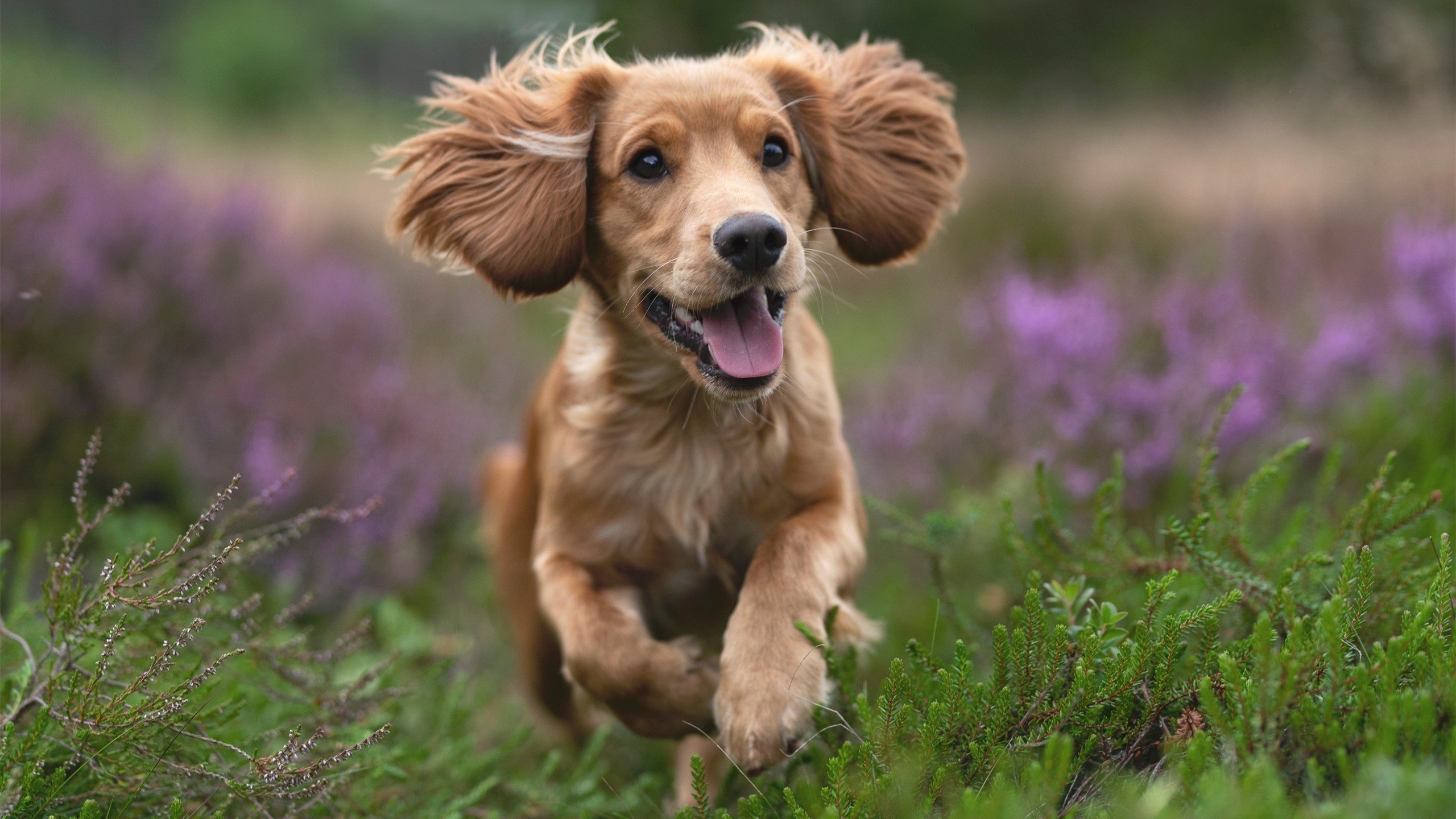 自2002后阿尔及利亚未再参加世界杯,阿尔及利亚进过世界杯吗