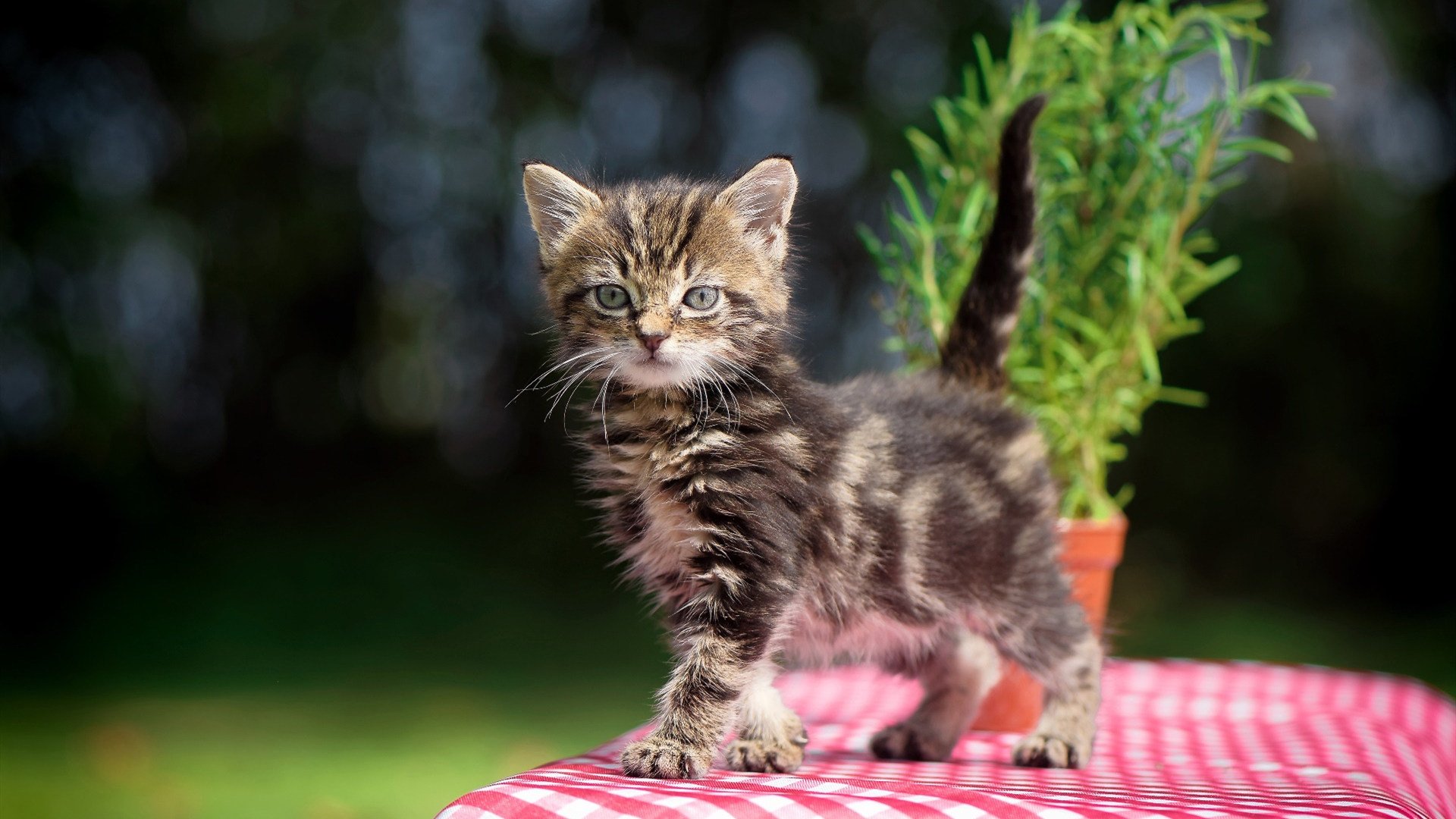 高校网球邀请赛赛程紧凑水平提升，2020高校大学生网球联赛