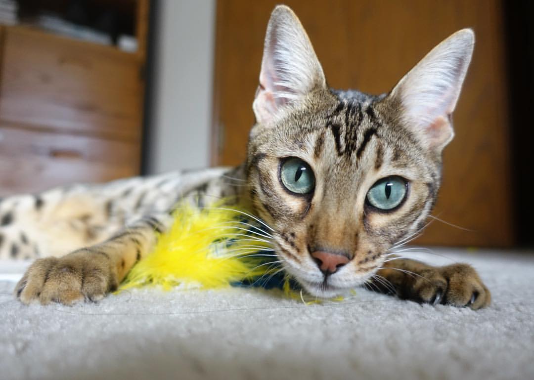 高水平对抗促进球员成长CBA整体水平稳步提升，高水平队是什么